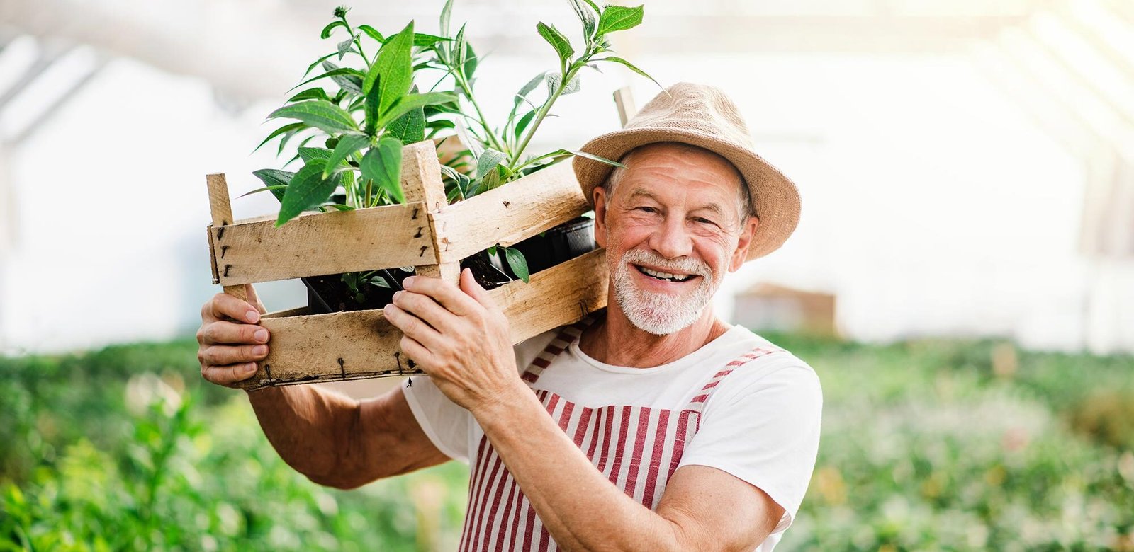1 senior man standing in greenhouse holding a box wi zalutvb.jpg