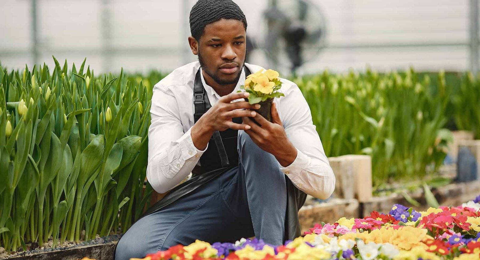 gardener inspects flowers in a pot in greenhouse ysjzsqc.jpg