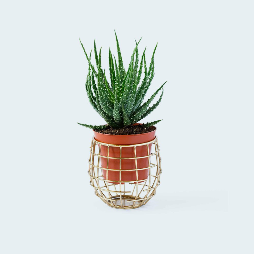 cactus in a pot minimalism concept 2 dhj2w9s 1.jpg
