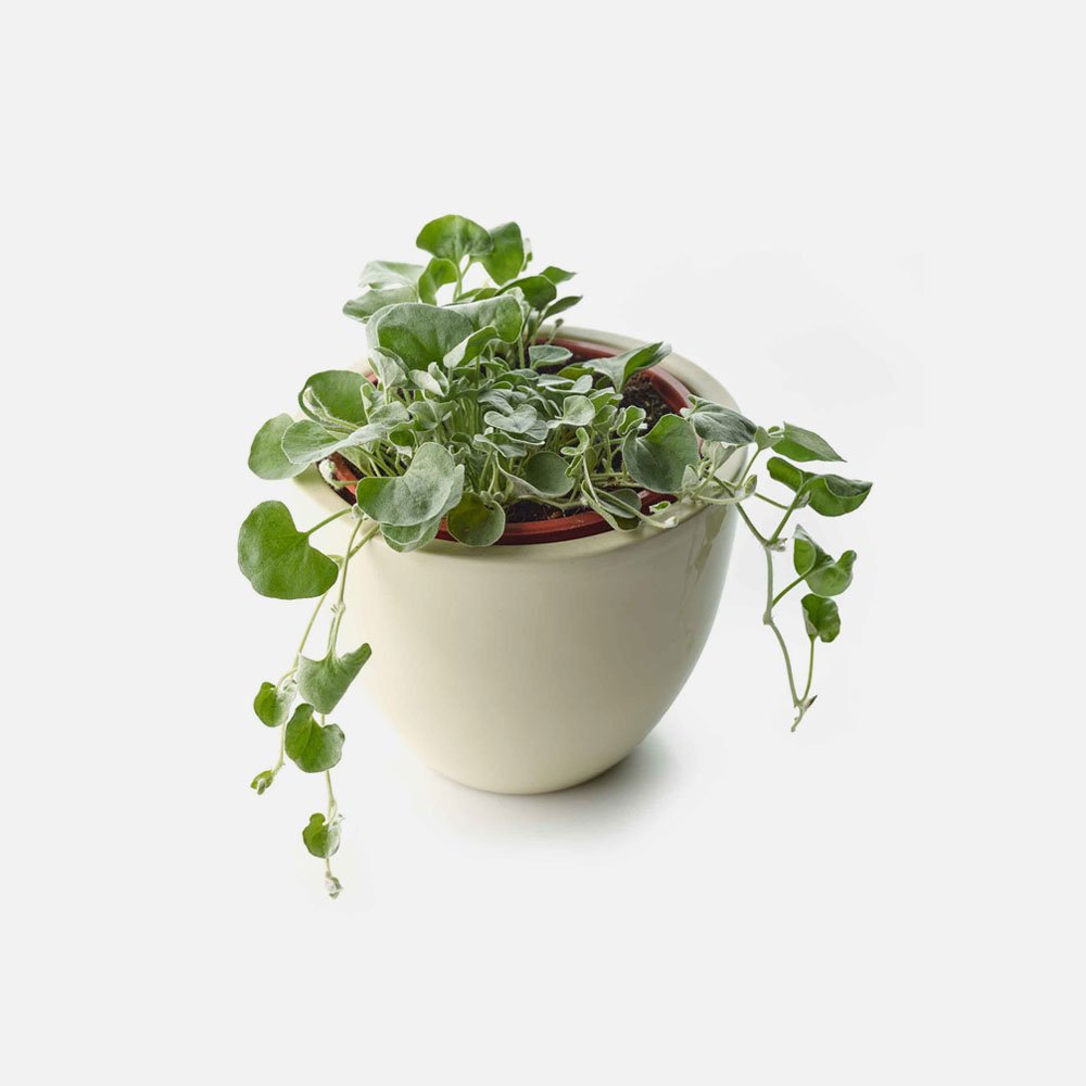 dichondra silver falls plant 2 q3zxr45 1.jpg
