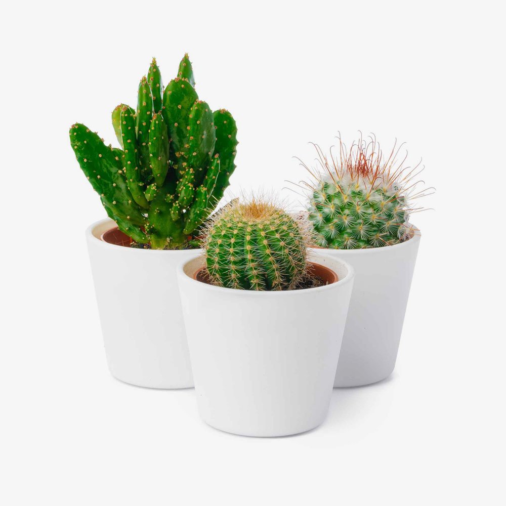different types of cactus isolated on white backgr 2 sz9c2mh 1.jpg