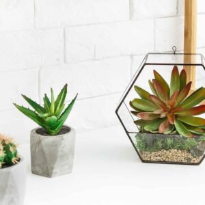 florarium vase with succulent plants and cactuses l56chzr.jpg