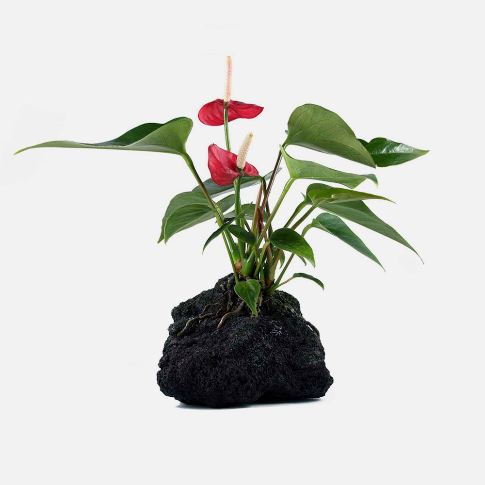 lava rock plant 2 pdhjhvy 1.jpg