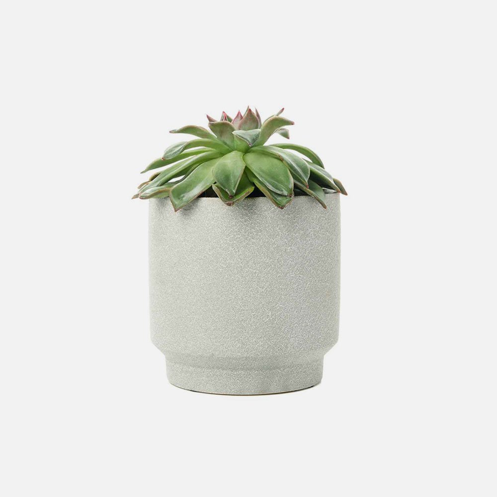 succulent plant in pot isolated on white backgroun 2 gyhc5d2 1.jpg